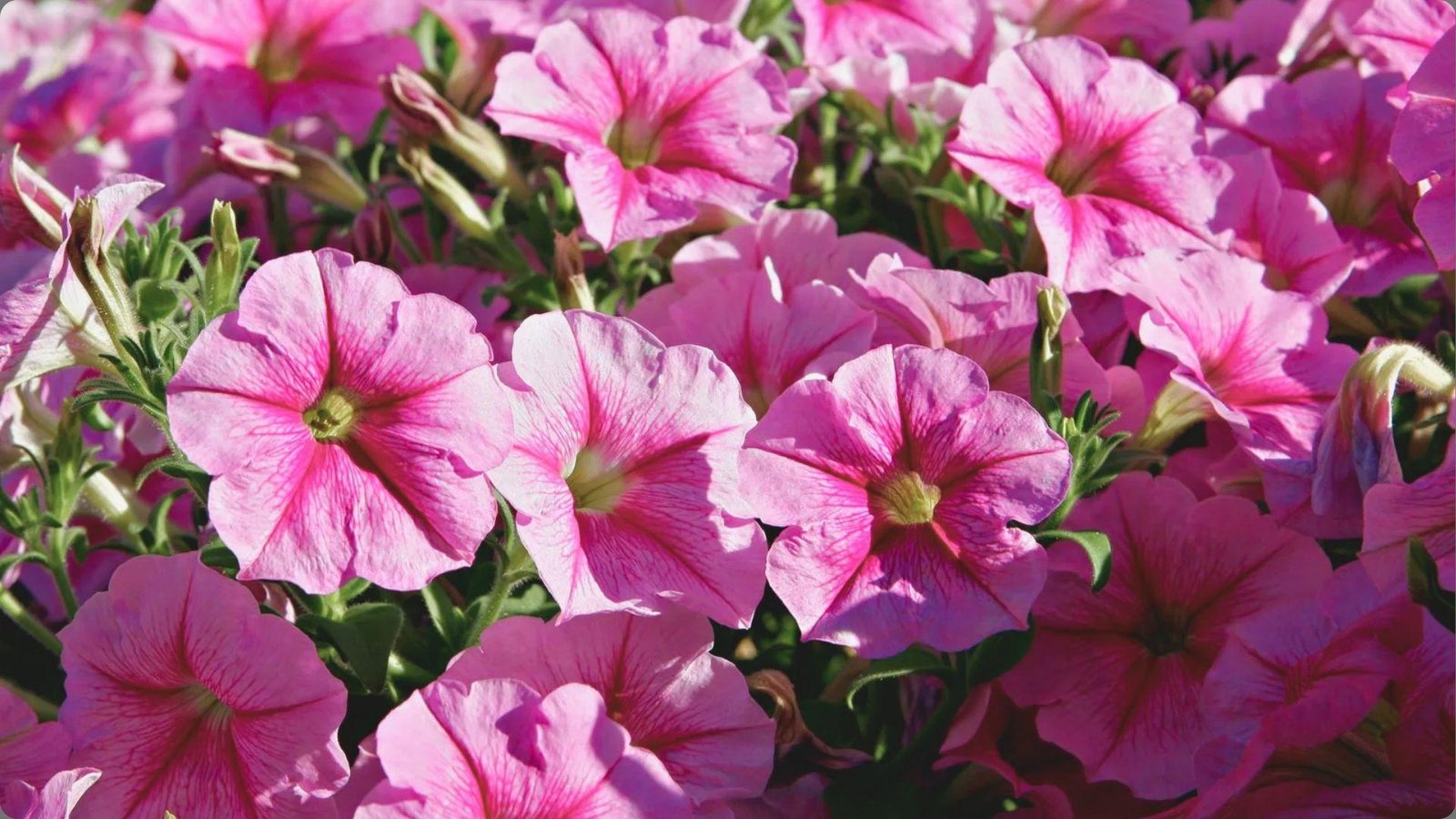Sunlit mass of bright pink petunias with darker pink star centers and yellow stamens blooming tightly among green leaves