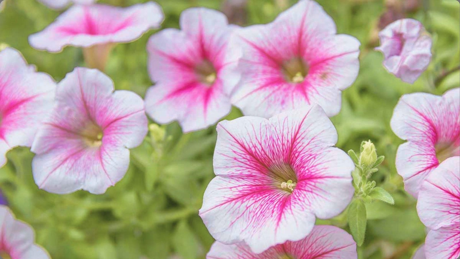 White petunias with bright pink veining and yellow centers blooming among soft green leaves and buds in garden