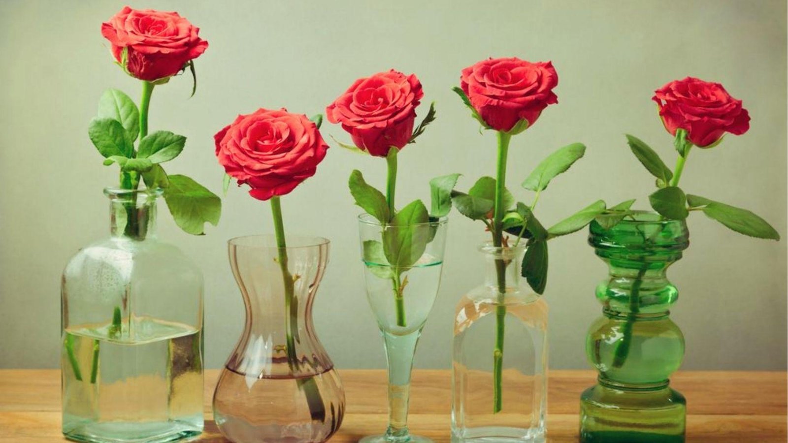 Five red roses in varied glass vases show water level care to make cut roses last 5 to 7 days.