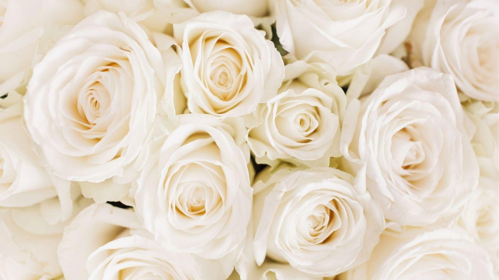 Soft clusters of white and cream roses filling the frame, elegant symbols of purity for June births.