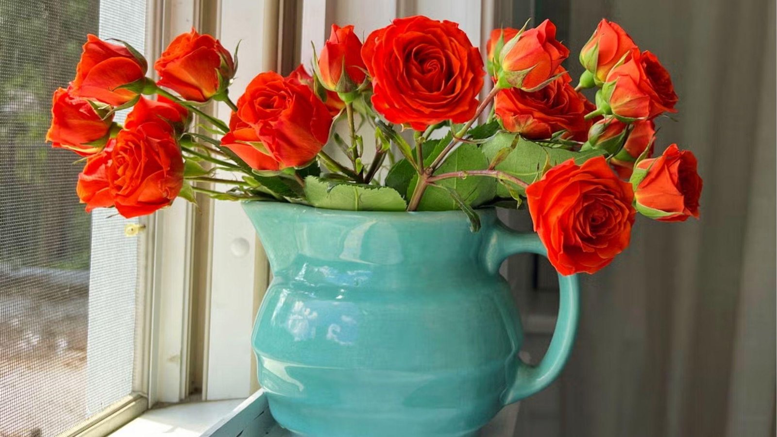 Bright red roses in a teal jug by the window show sunlight helps buds open but shortens vase life.