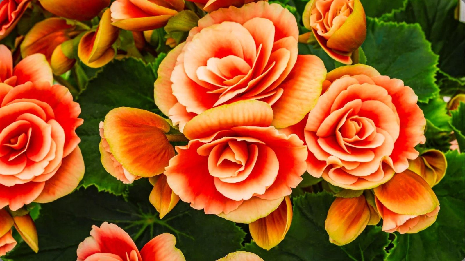Close-up of double peachy coral tuberous begonia blooms with ruffled petals and glossy dark green leaves behind