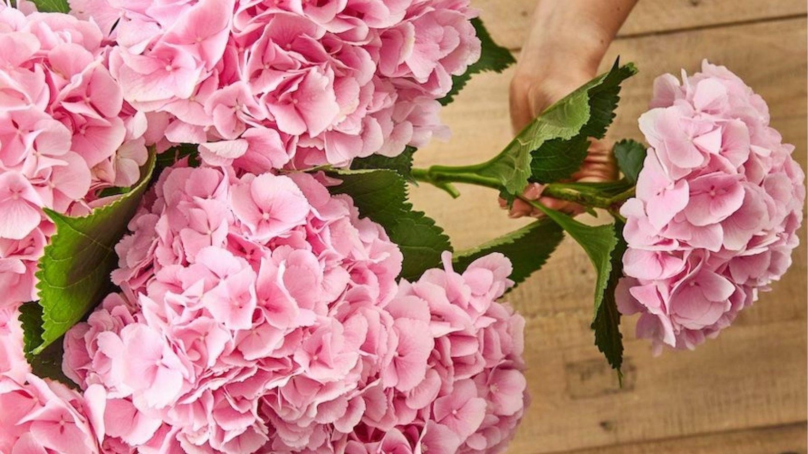 Light pink hydrangeas arranged on wood symbolizing gratitude, delicate beauty, and heartfelt apologies.