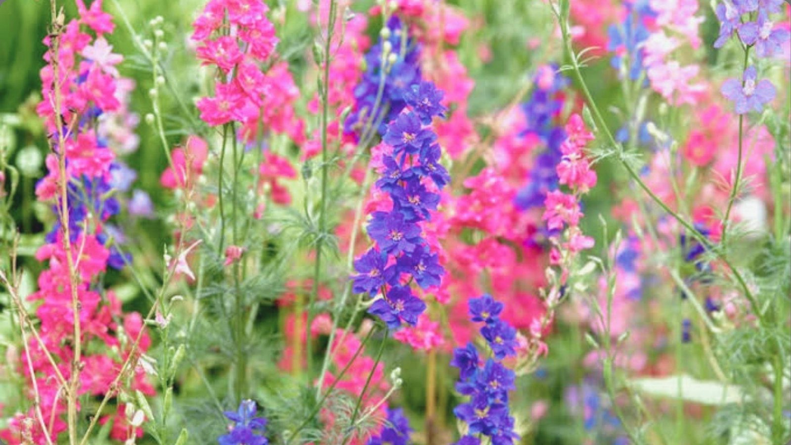 Dreamy field of pink magenta and royal blue larkspur spikes with feathery leaves and soft bokeh background