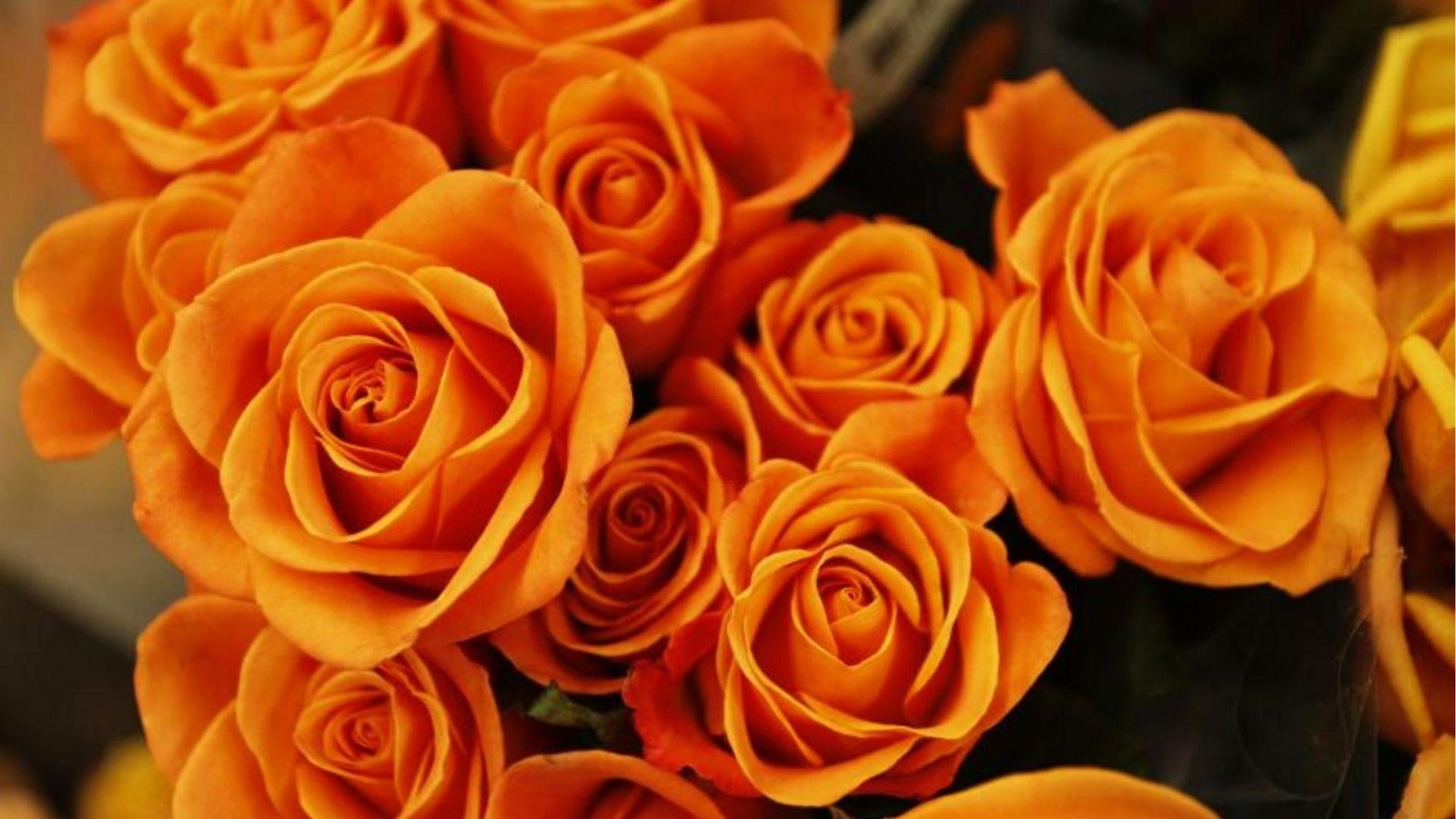 Vibrant orange roses in full bloom clustered together, symbolizing balance and charm for Libra.