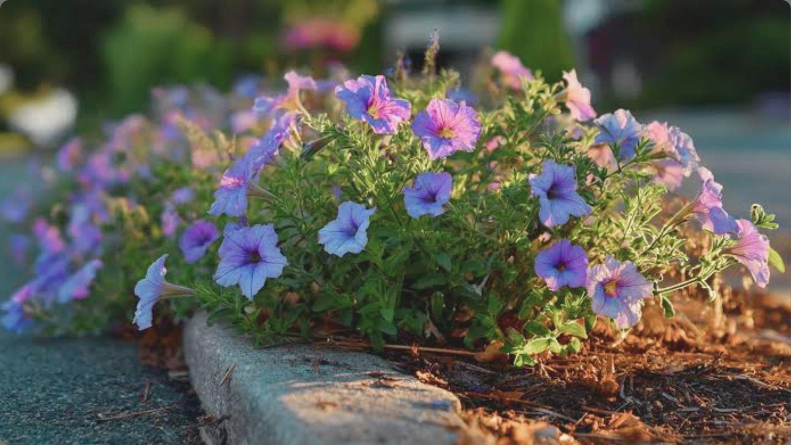 Lavender blue petunias with darker purple throats blooming along mulched curb edge in warm golden evening sunlight
