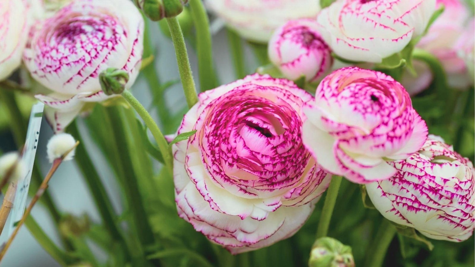 Close-up of white and magenta picotee ranunculus with delicate veined edges on each petal.