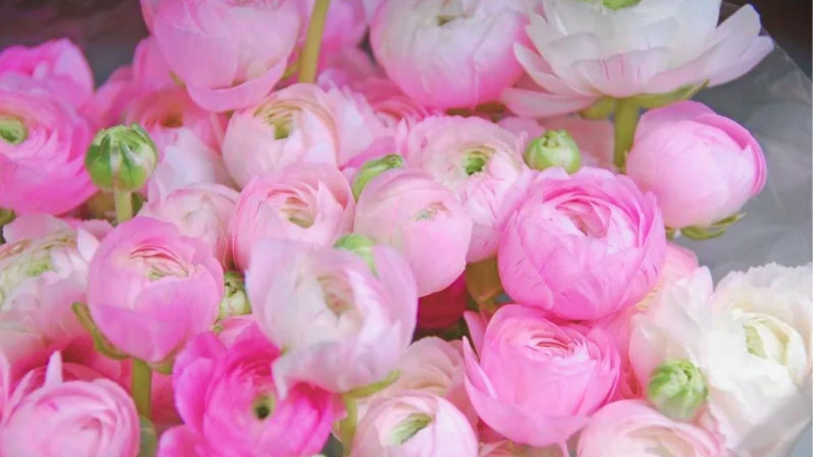 Close-up of a lush bouquet of pink and white ranunculus flowers in full bloom.