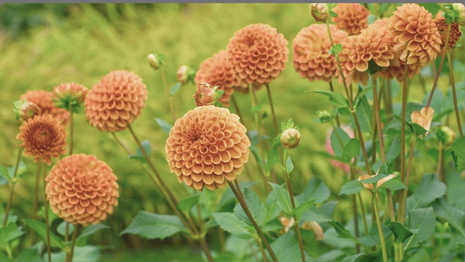 Peach-orange pompon dahlias with spherical blooms and cupped petals on tall stems with unopened buds in background
