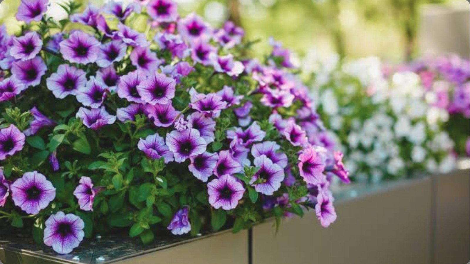 Dense planter filled with lavender petunias having deep purple centers and veined petals, white flowers blurred in background