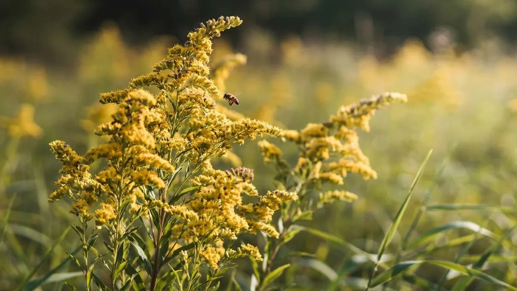 Bright goldenrod flowers representing Aquarius traits like encouragement, friendship, and positive energy.