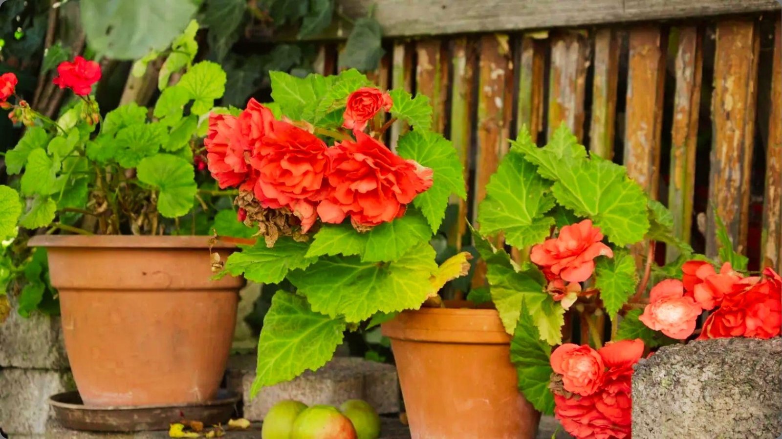 Terracotta pots of bright coral red tuberous begonias and geraniums beside weathered fence with green apples below