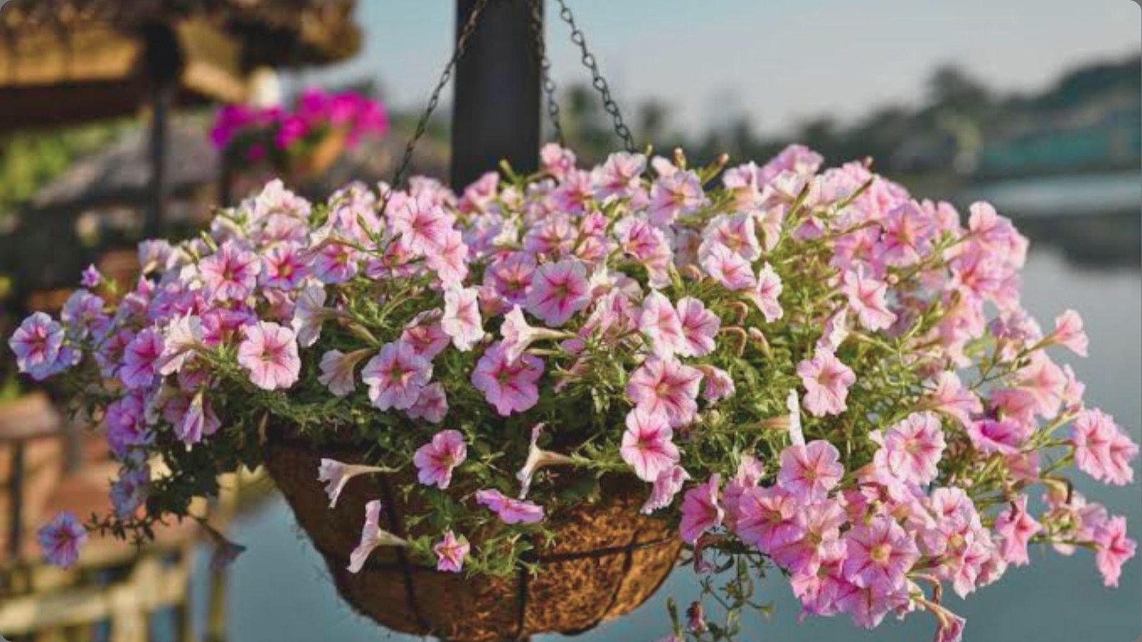 Hanging basket overflowing with pale pink petunias featuring darker pink veining, set against blurred water and dock background
