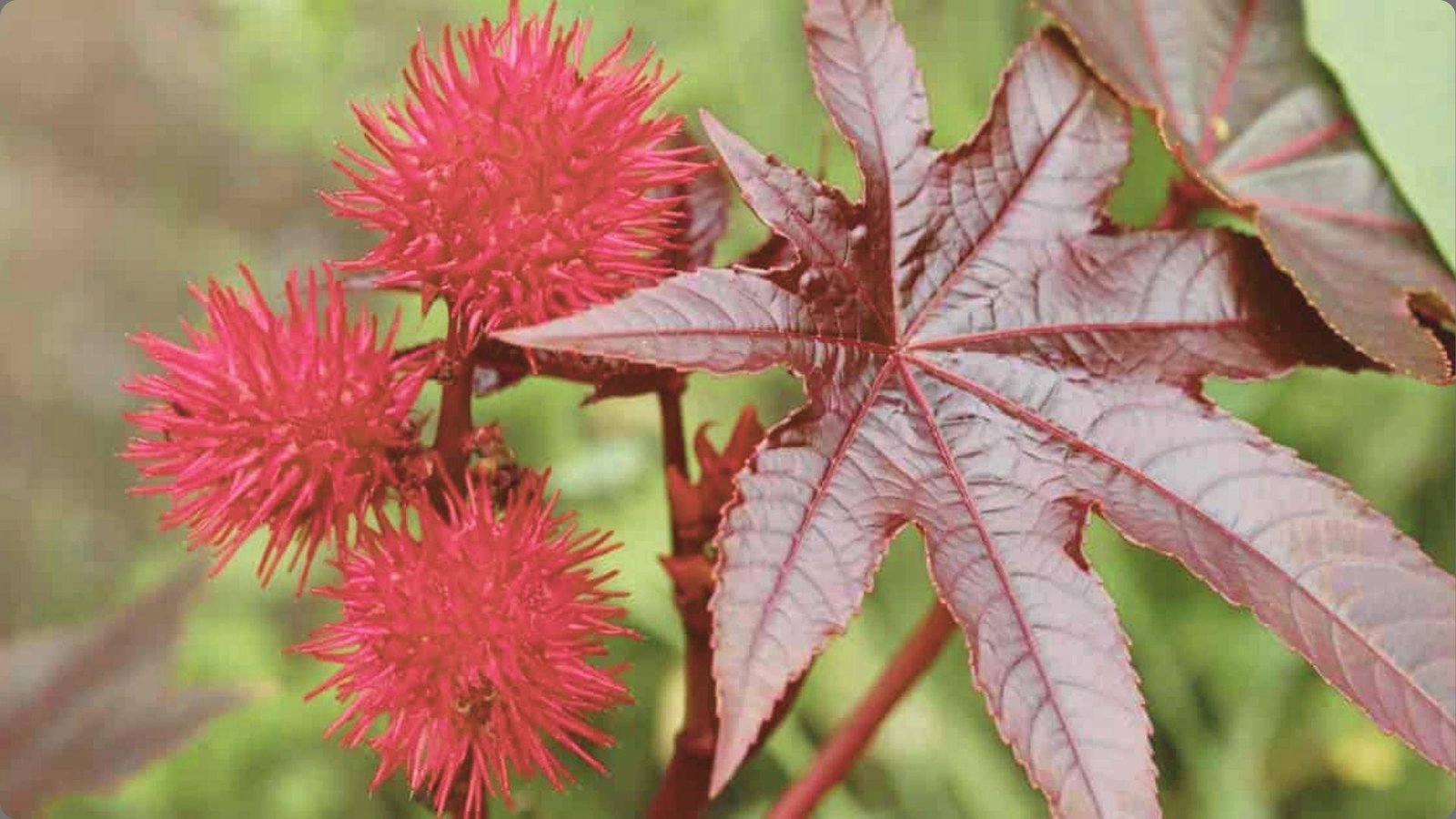 Spiky red castor bean seed pods and large burgundy star-shaped leaves on plant stem with blurred green background