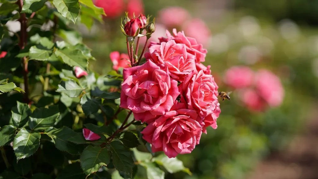 Bright hot pink roses blooming under natural sunlight.