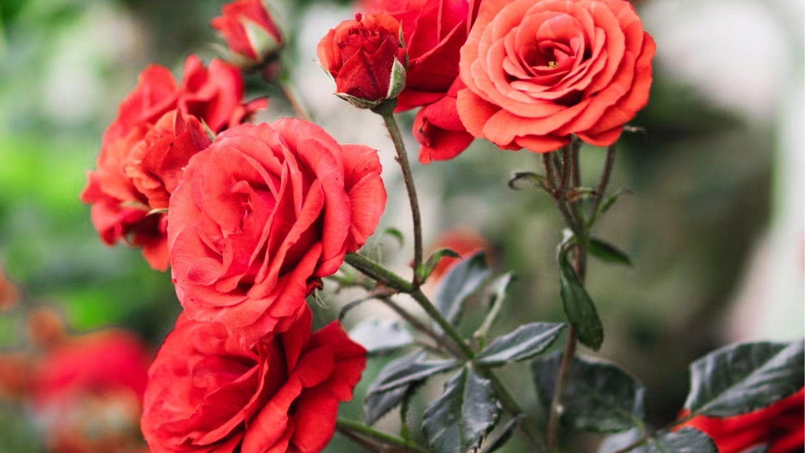 Coral red roses blooming outdoors with green foliage, showing Libra's natural charm and vibrancy.