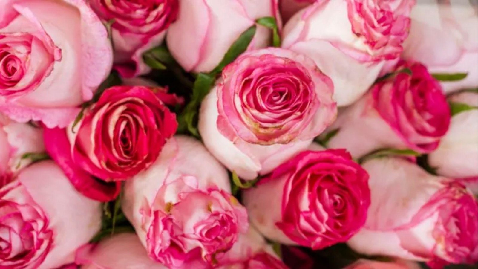 Top-down view of pink roses in light and deep shades, capturing June’s romantic birth flower.