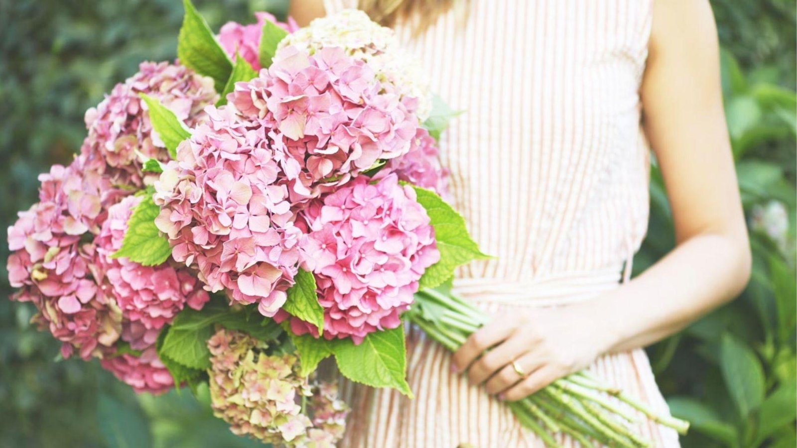 Person holding blush pink hydrangeas that signify tender affection, gratitude, and joyful celebration.