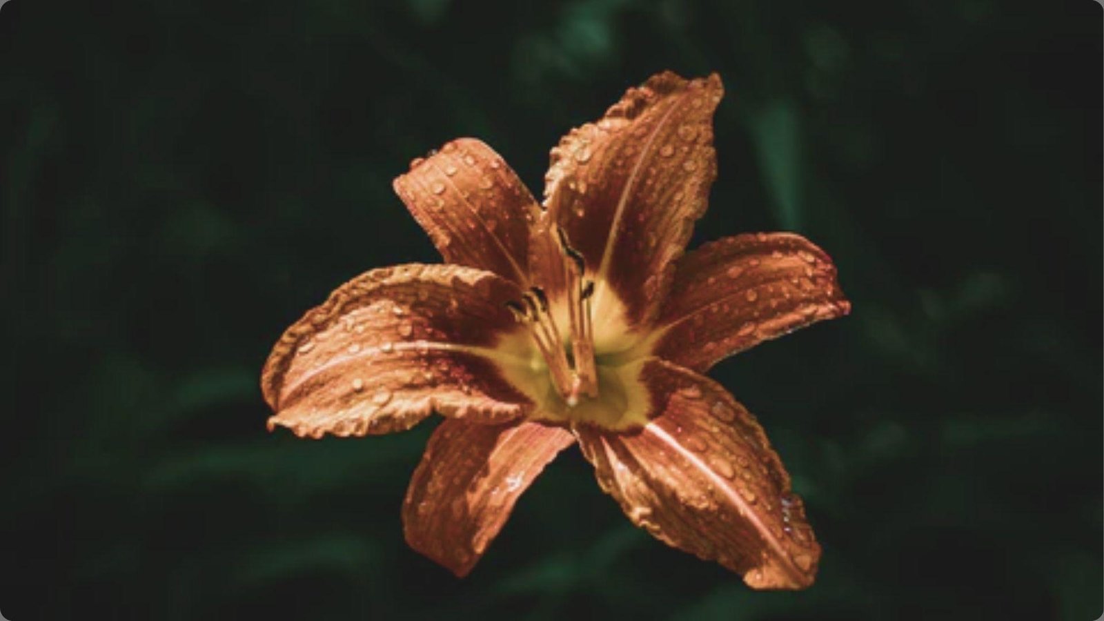 Single rusty orange daylily with ruffled petals and water droplets highlighted against dark blurred green garden background