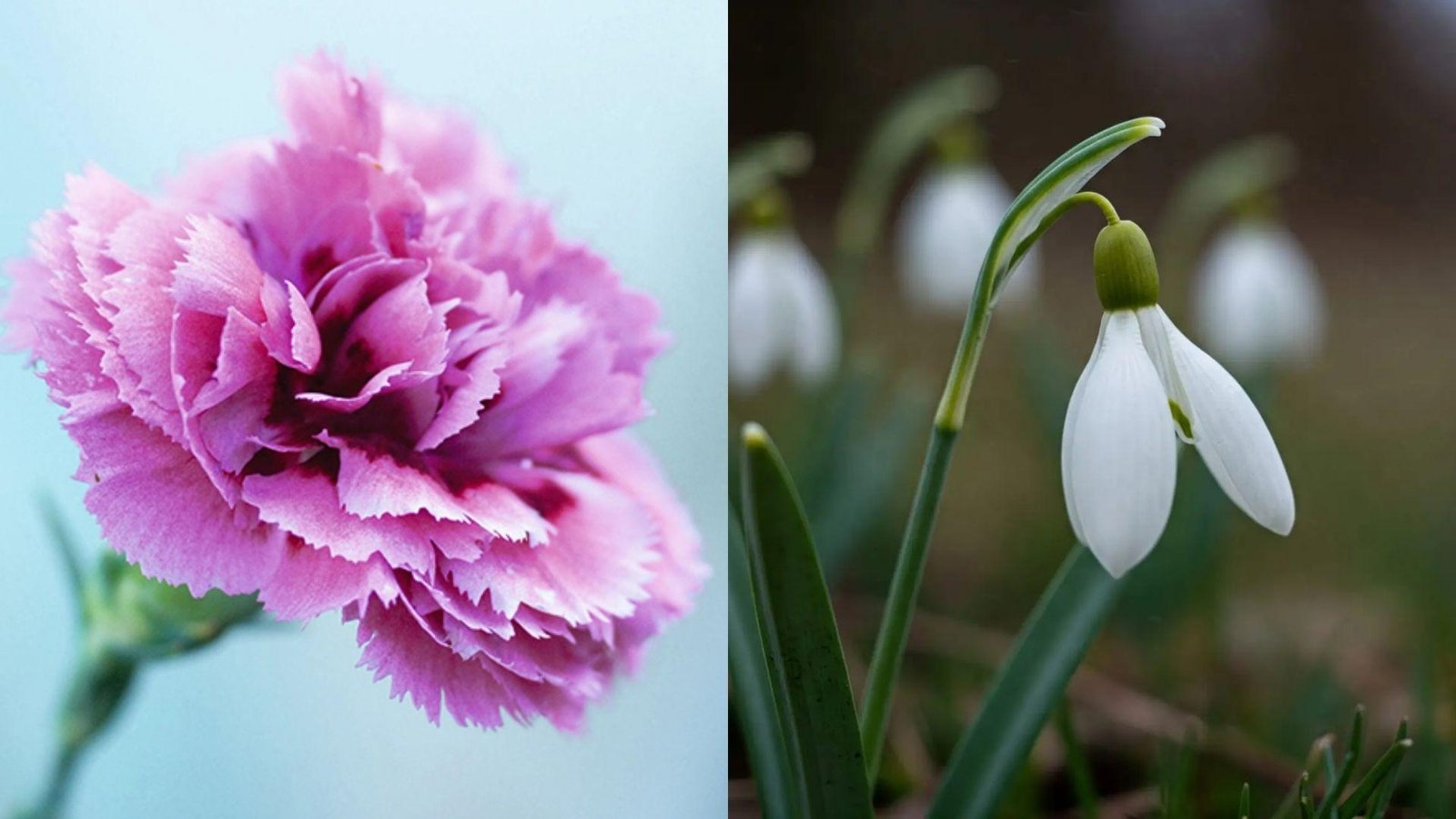 Split image featuring vibrant magenta pink ruffled carnation on left and single white drooping snowdrop on right