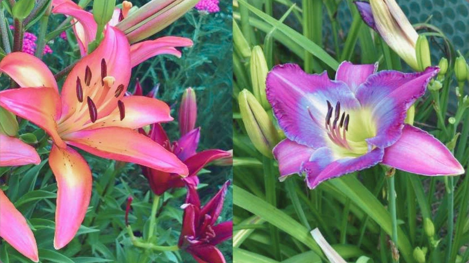 Close-up cluster of magenta and orange bicolor Asiatic lilies with prominent stamens and speckled throats against green background