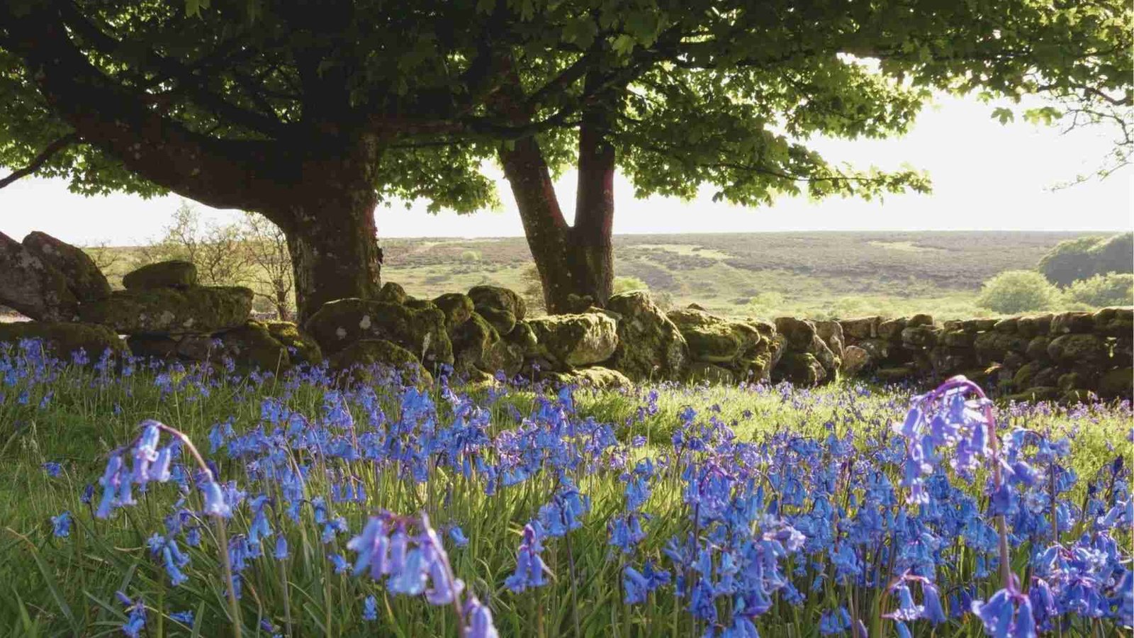 A sunlit meadow carpeted with English bluebells under sprawling oak trees.