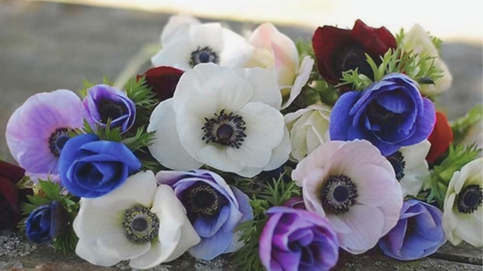 Vibrant bouquet of ranunculus and anemones in white, purple, blue, and burgundy shades.