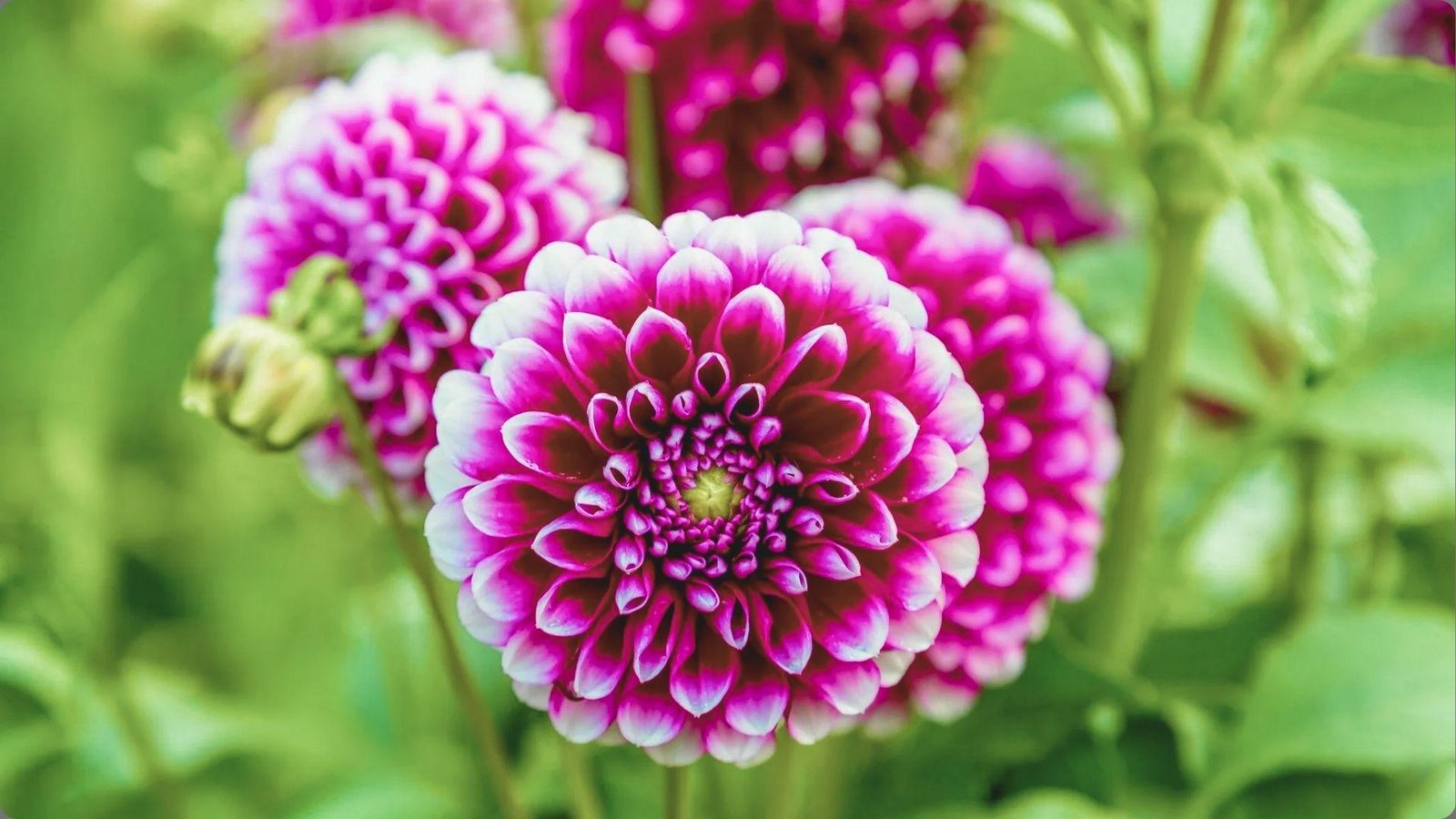 Close-up of vibrant magenta and white pompon dahlias with tightly layered petals blooming against blurred green garden foliage