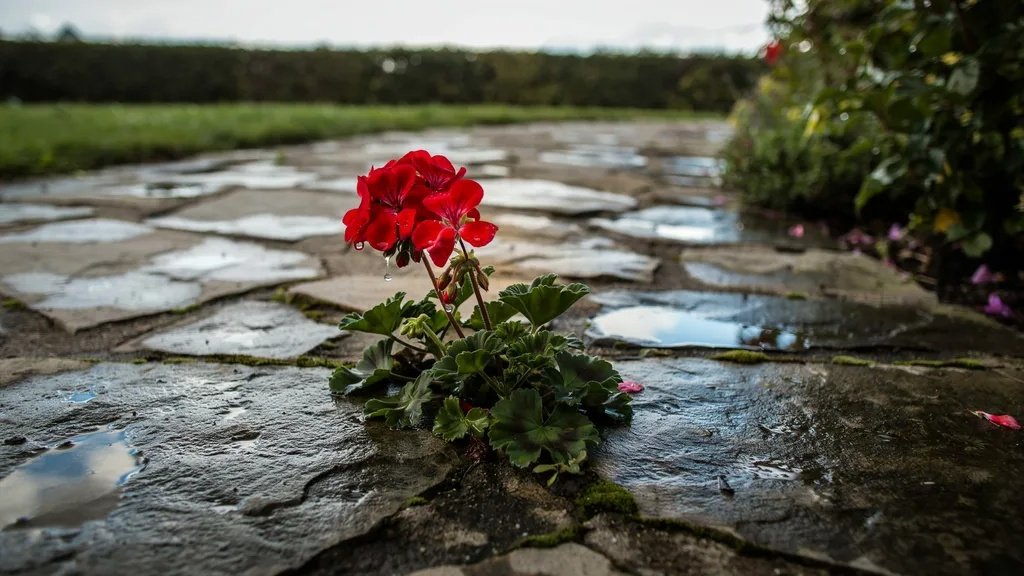 Red geraniums placed near a home's entrance for protection.