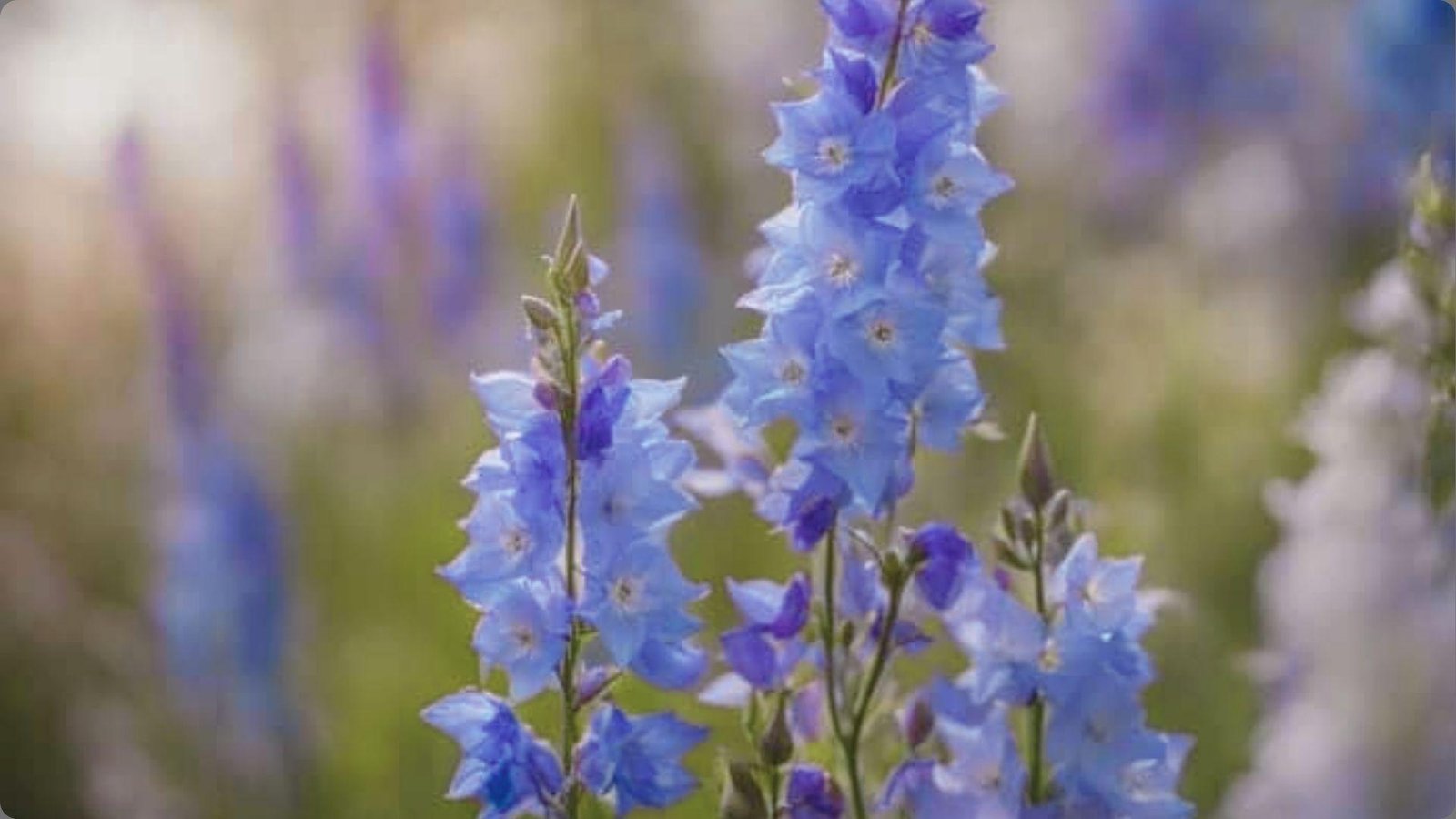 What Does the Larkspur Birth Flower Look Like?