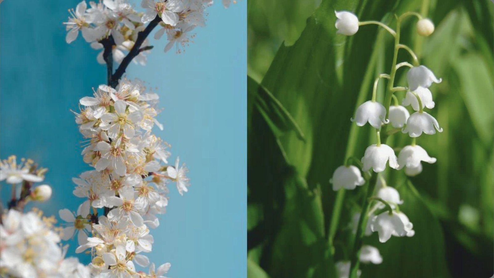 Split image showing white hawthorn or cherry blossoms against blue sky left, lily of valley bells with green leaves right