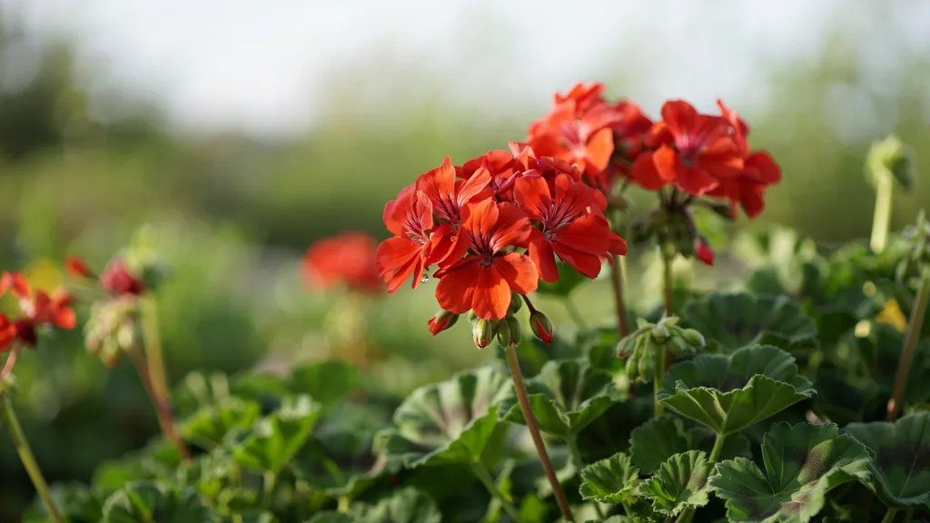 Bright red geranium flowers blooming in a sunny garden.