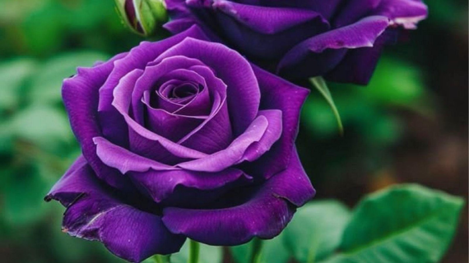 Close-up of rich purple rose with velvet petals and green leaves, representing royalty and admiration