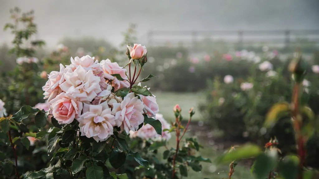 Pale pink roses blooming in a misty morning garden.