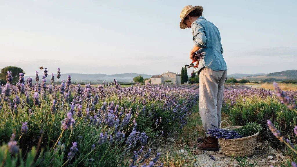 Person harvesting lavender at the ideal stage in a blooming garden field.