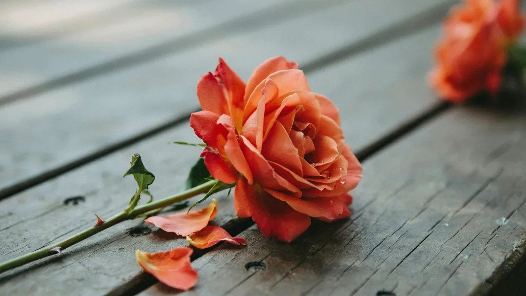 A singular orange rose kept on a wooden surface, surrounded by petals and gleaming with a few drops of water.