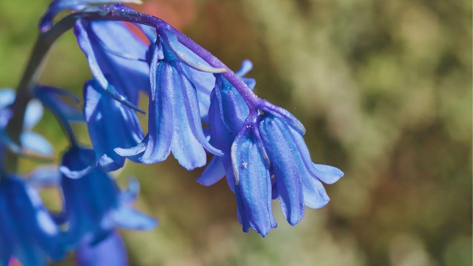 Deep blue bluebells in macro detail, backlit by warm morning sunlight.