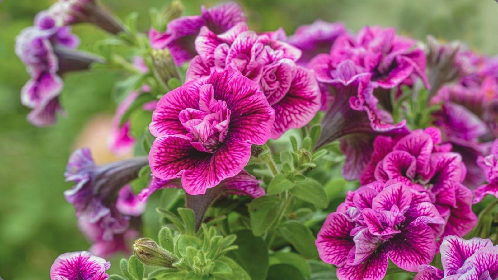 Close-up cluster of double magenta petunias with dark veined petals and ruffled centers growing among green leaves