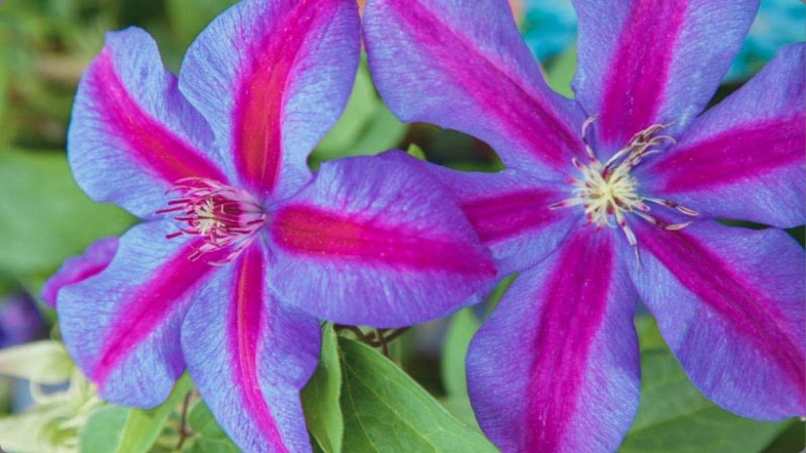 When to Give Clematis Flowers