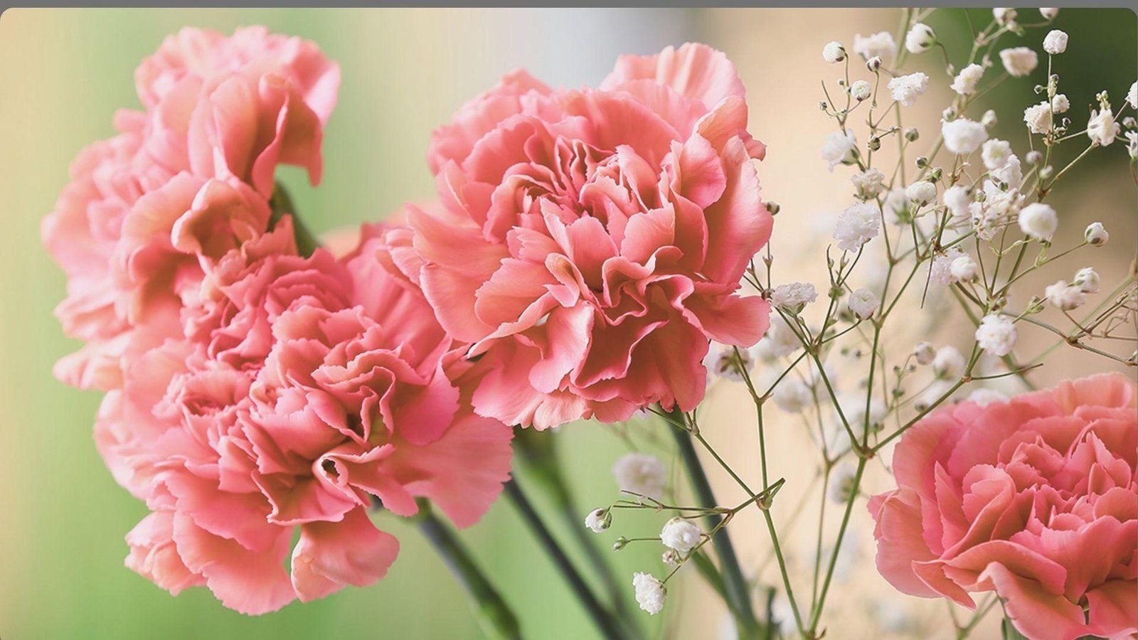 Soft-focus bouquet of coral pink ruffled carnations with delicate white baby's breath flowers against blurred pastel green background