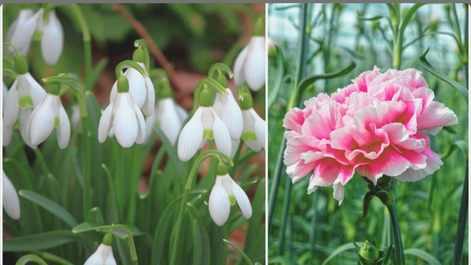 Split image showing white snowdrop flowers with green markings on left and pink ruffled carnation bloom on