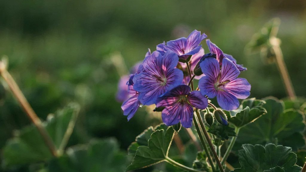 Purple geranium flowers blooming among green foliage.