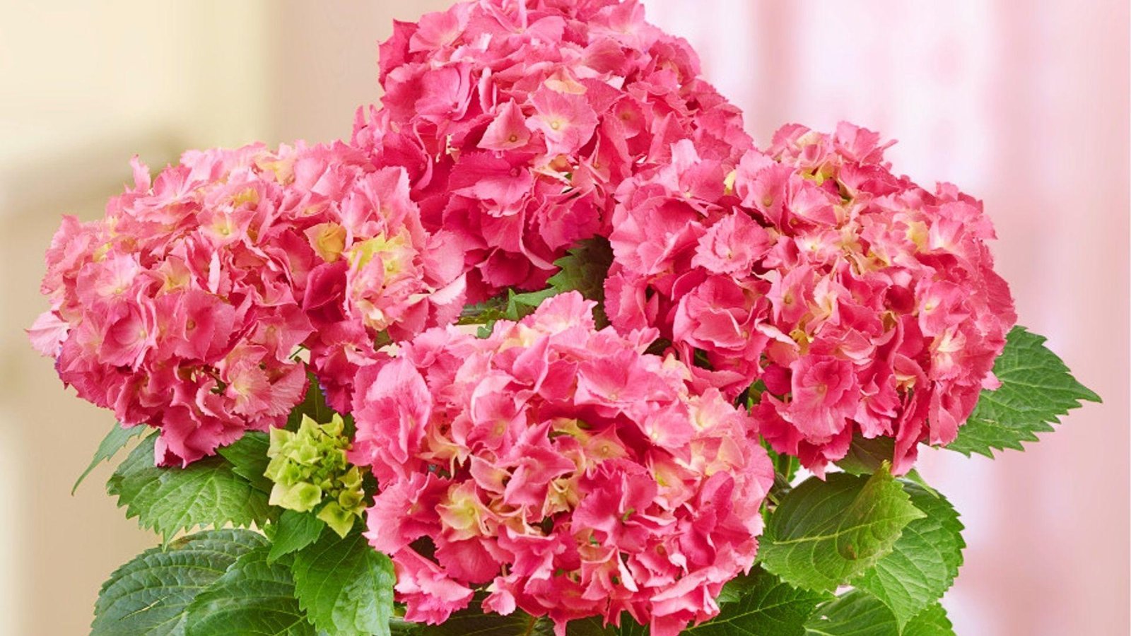 Soft pink hydrangea bouquet indoors representing romance, grace, and celebrating heartfelt connections.