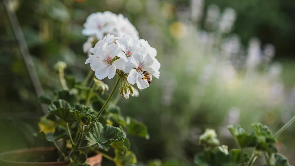 White geranium flowers blooming in a peaceful garden.