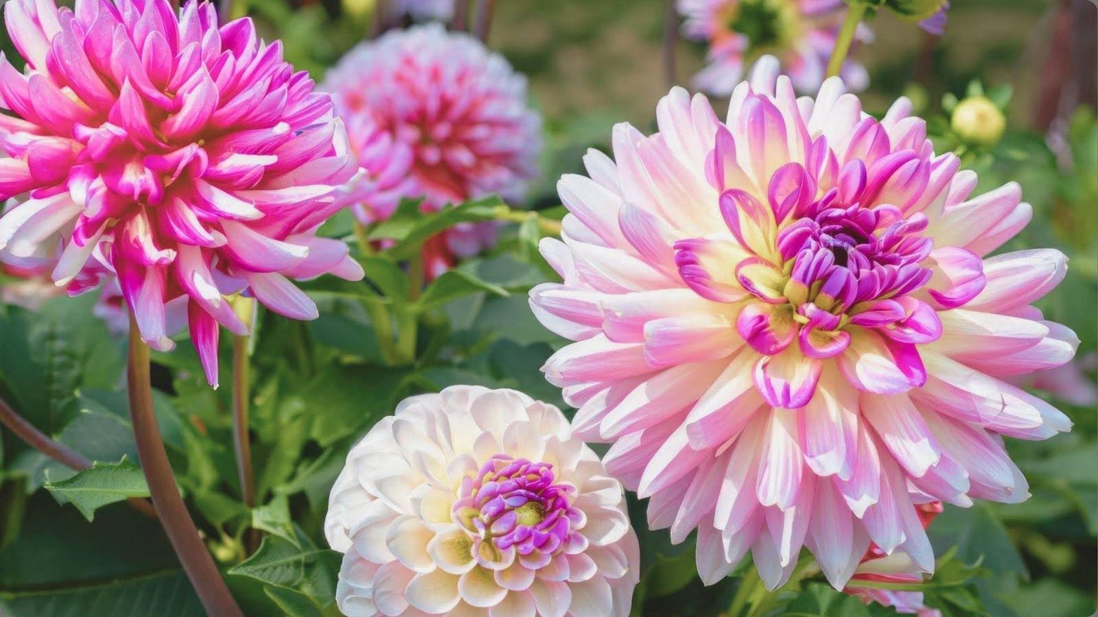 Sunlit cluster of pink and white decorative dahlias with yellow centers, large layered petals, green leaves and buds