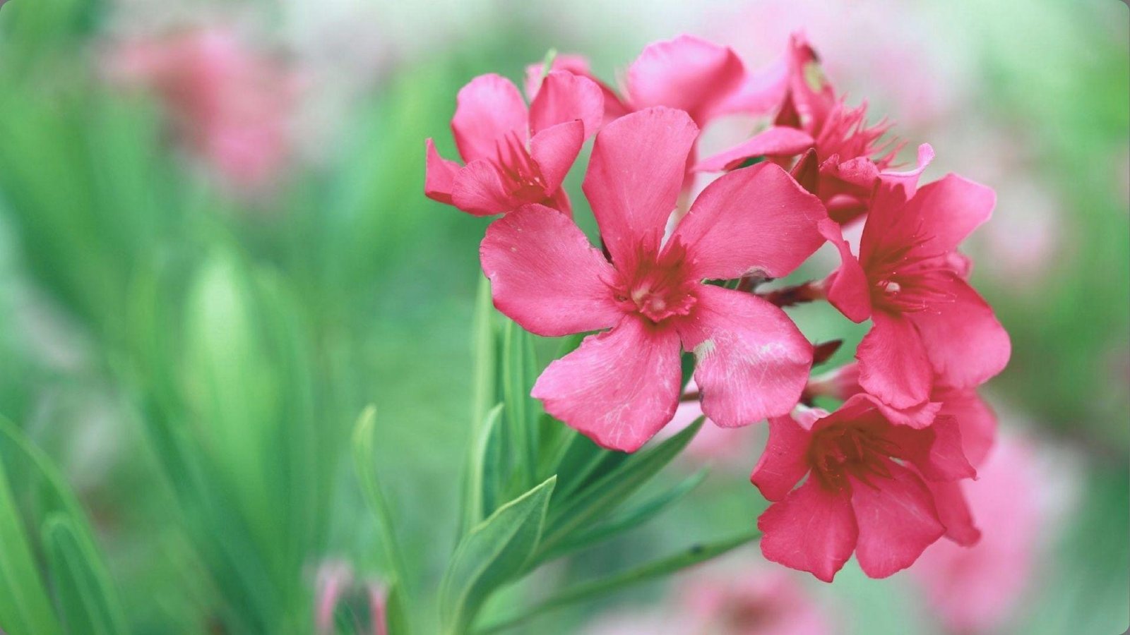 Cluster of hot pink oleander flowers with five smooth petals blooming on stem with narrow green leaves