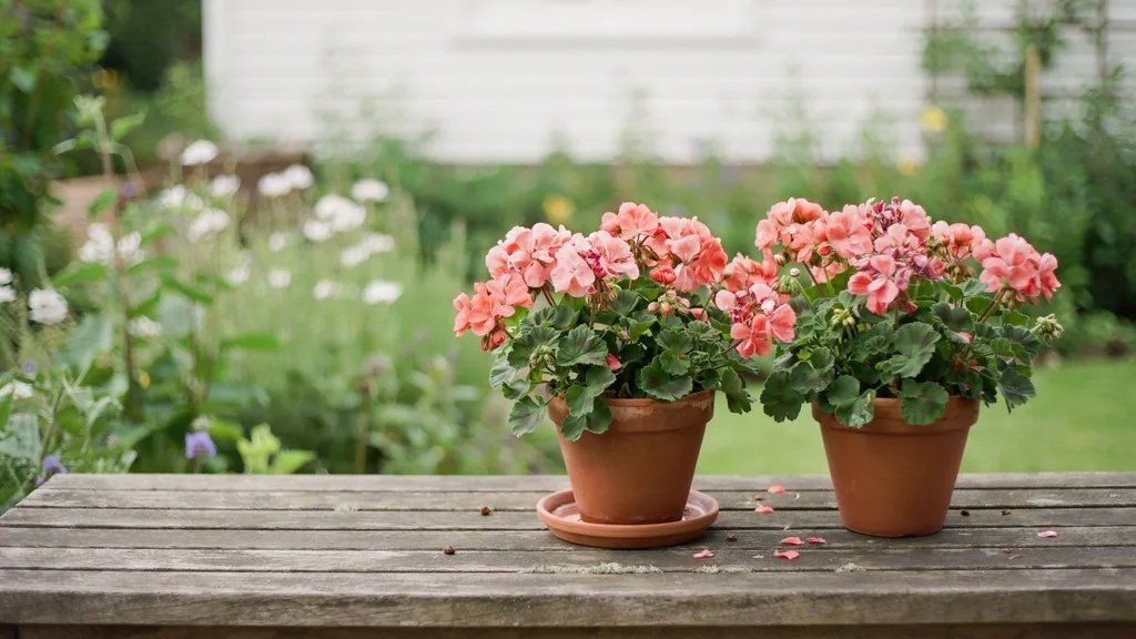 Pink geranium flowers symbolizing love and lasting friendship.