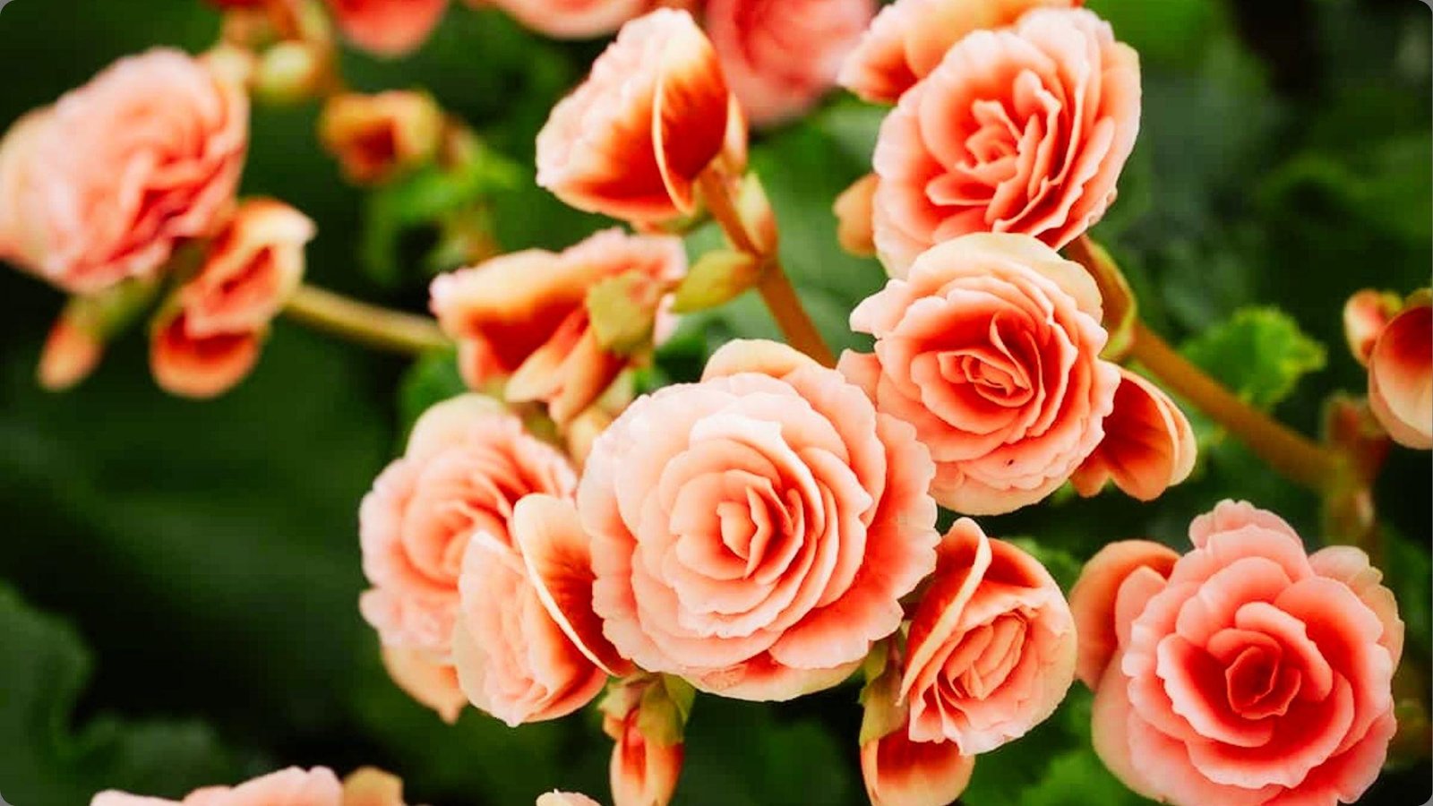 Soft peach pink tuberous begonias with layered petals and buds surrounded by waxy green leaves in sunlight