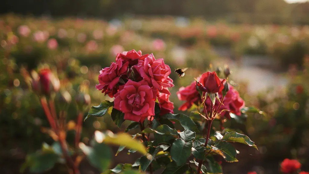 Dark pink roses blooming in a vibrant rose garden.