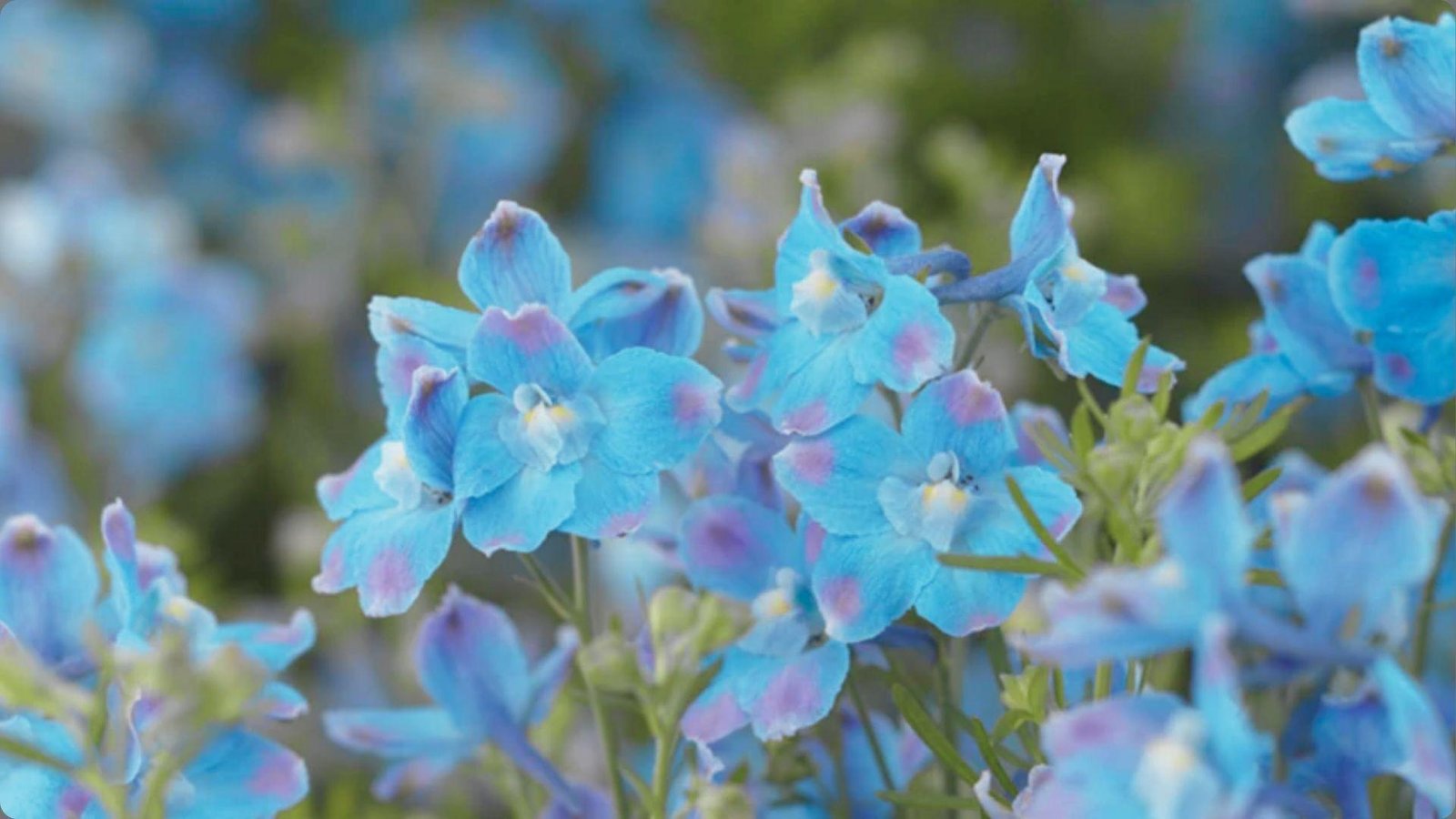 Cluster of sky blue delphinium flowers with pink tinged edges and white centers blooming densely against soft background